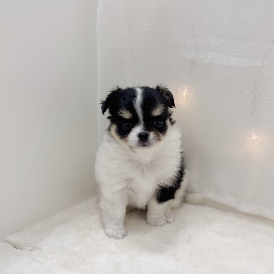 千葉県のチワワ(ロング) (犬の家＆猫の里BIGHOPガーデンモール印西店/2025年7月22日生まれ/女の子/ホワイトブラックタン)の子犬の1枚目の画像