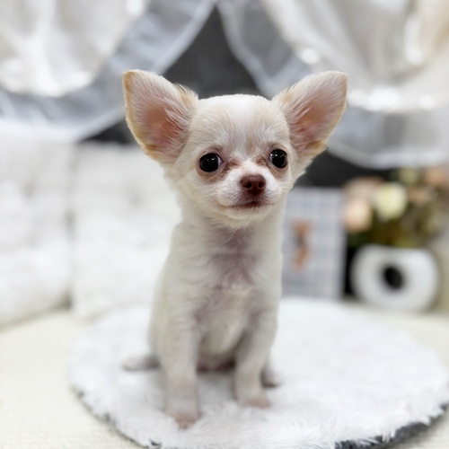 岐阜県のチワワ(ロング) (犬の家＆猫の里カラフルタウン岐阜店/2025年7月22日生まれ/女の子/クリームホワイト)の子犬の1枚目の画像