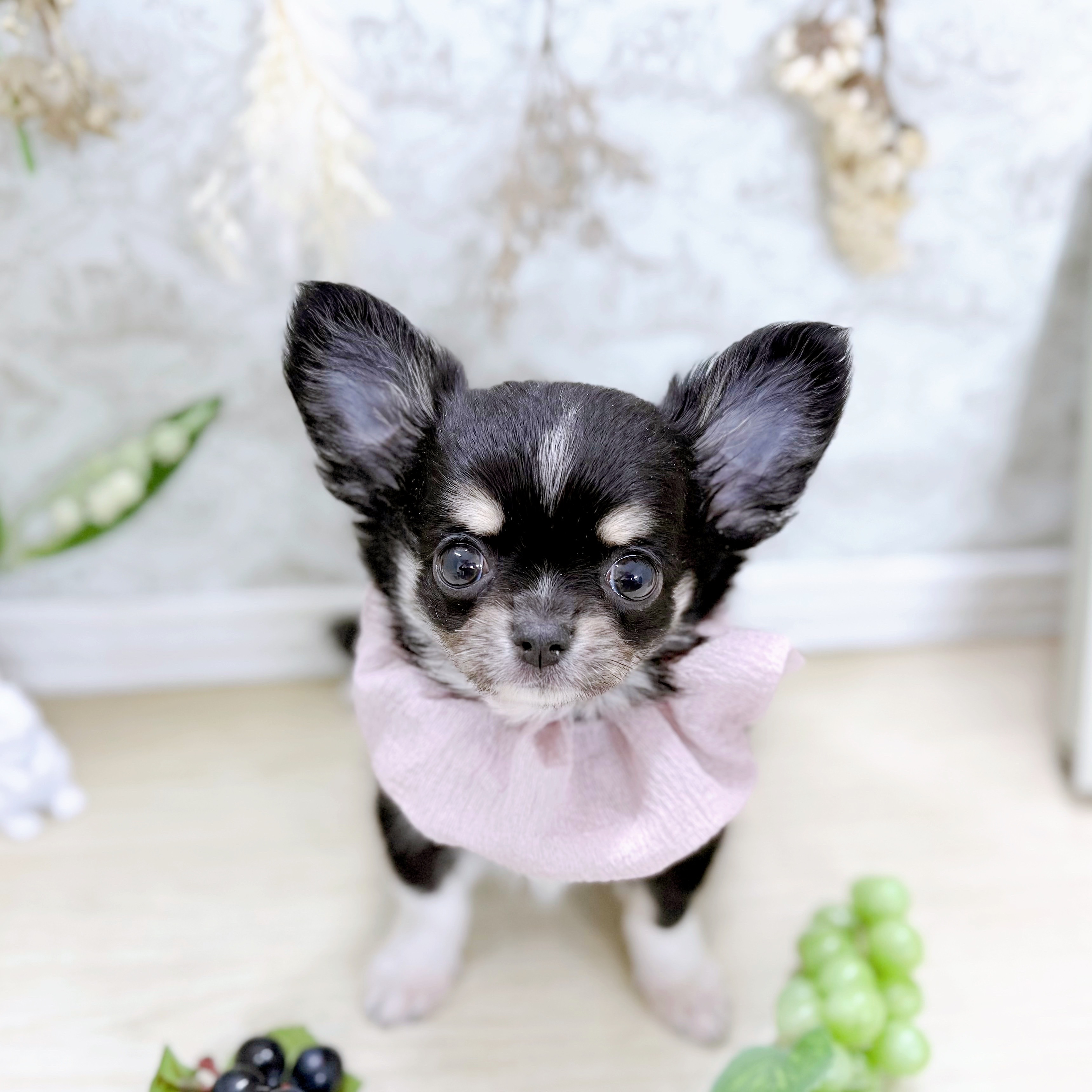 福井県のチワワ(ロング) (犬の家＆猫の里アミーゴ福井大和田店/2025年7月23日生まれ/女の子/ブラックタンホワイト)の子犬の1枚目の画像