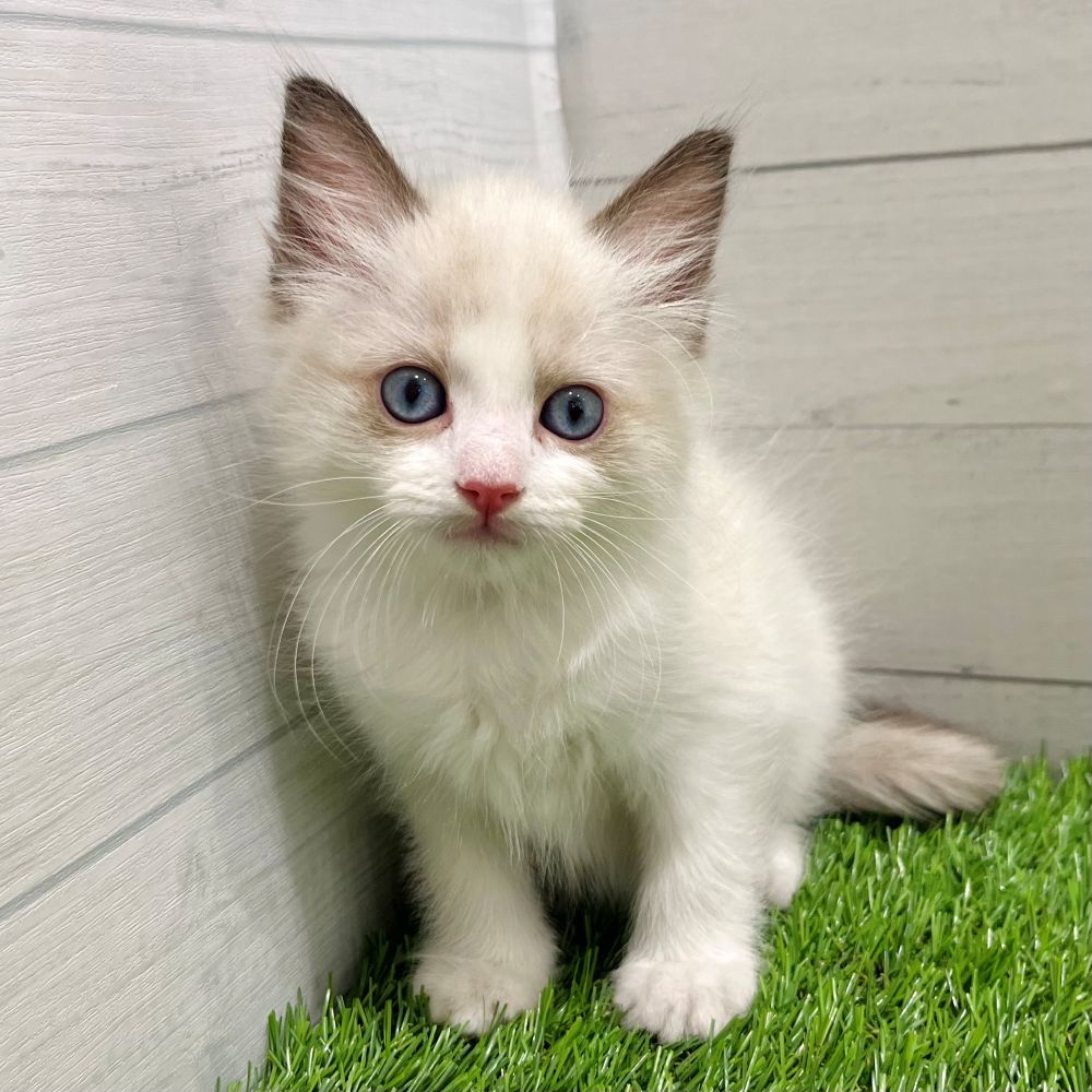 愛知県のラグドール (犬の家＆猫の里豊田店/2025年7月22日生まれ/男の子/シールポイントバイカラー)の子猫の1枚目の画像