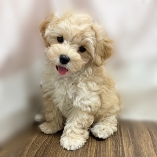 兵庫県のマルプー(マルチーズ×プードル) (犬の家＆猫の里カナート西神戸店/2025年7月22日生まれ/女の子/アプリコット)の子犬