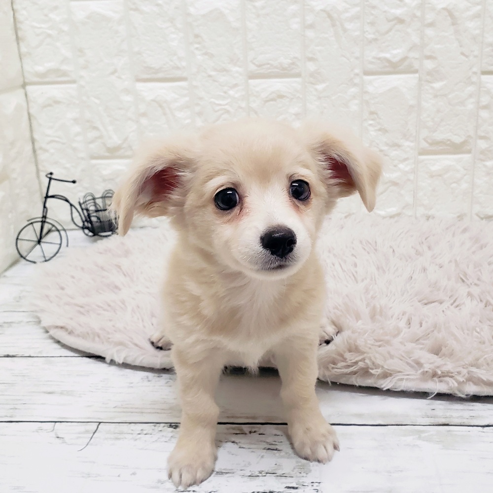 岡山県のチワックス(チワワ×ダックス) (犬の家＆猫の里岡山店/2025年7月26日生まれ/男の子/クリーム)の子犬の1枚目の画像