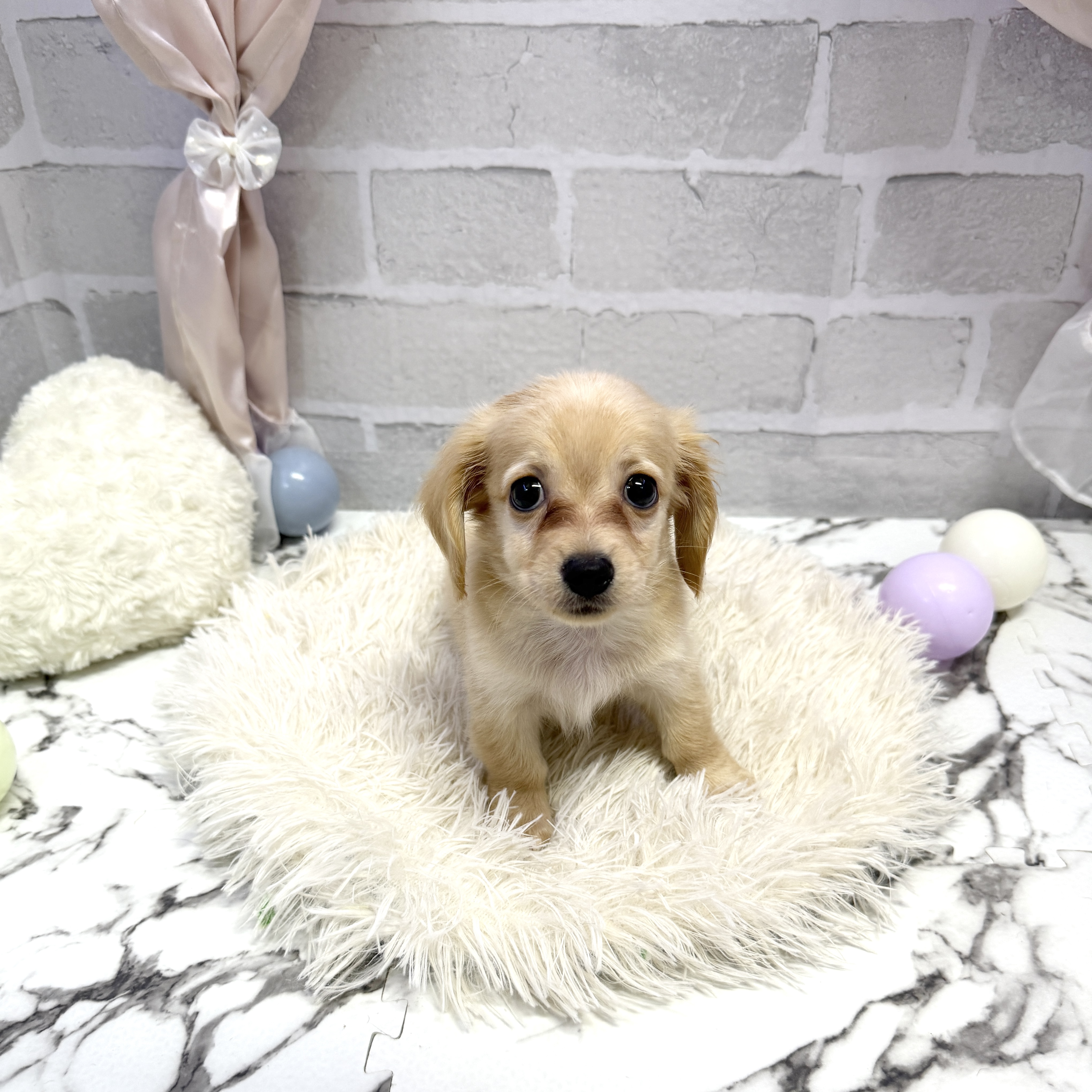 愛知県のチワックス(チワワ×ダックス) (犬の家＆猫の里岡崎店/2025年7月27日生まれ/男の子/クリームホワイト)の子犬の1枚目の画像