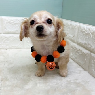 静岡県のチワックス(チワワ×ダックス) (犬の家＆猫の里マークイズ静岡店/2025年7月27日生まれ/女の子/クリームホワイト)の子犬の1枚目の画像