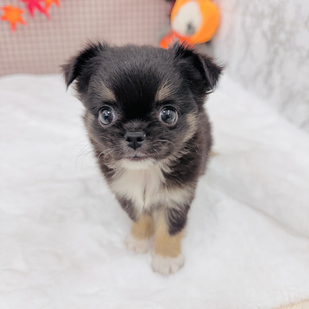 愛知県のチワワ(ロング) (犬の家＆猫の里エアポートウォーク店/2025年7月23日生まれ/男の子/ブラックタン)の子犬