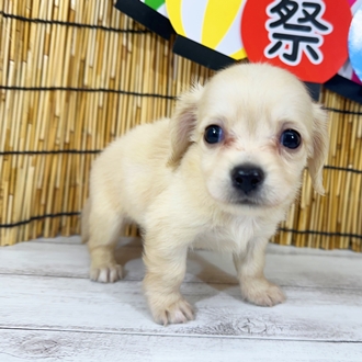 神奈川県のチワックス(チワワ×ダックス) (犬の家＆猫の里小田原店/2025年7月28日生まれ/女の子/イエロー)の子犬の1枚目の画像