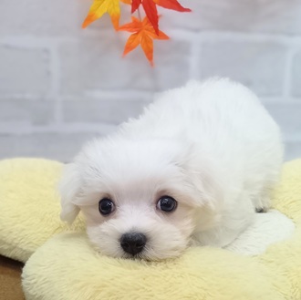 静岡県のマルチーズ (犬の家＆猫の里プレ葉ウォーク浜北店/2025年7月26日生まれ/女の子/ホワイト)の子犬の1枚目の画像