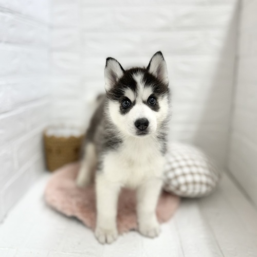 愛知県のシベリアンハスキー (犬の家＆猫の里豊川インター店/2025年7月28日生まれ/女の子/ブラックホワイト)の子犬の1枚目の画像