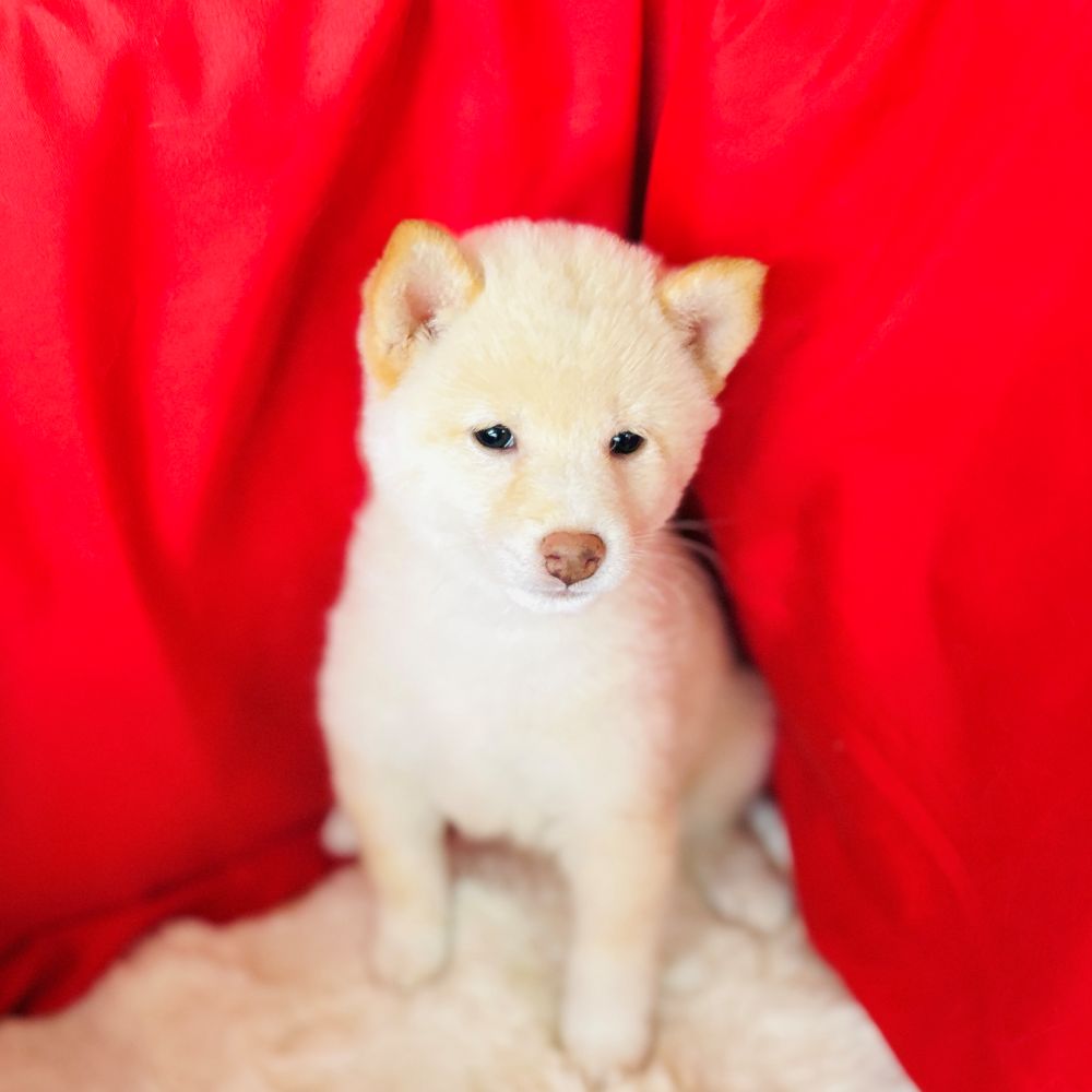 愛知県の柴犬(標準サイズ) (犬の家＆猫の里愛知刈谷店/2025年7月29日生まれ/女の子/白)の子犬の1枚目の画像