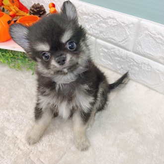 静岡県のチワワ(ロング) (犬の家＆猫の里マークイズ静岡店/2025年7月27日生まれ/男の子/ブラックタンホワイト)の子犬の1枚目の画像