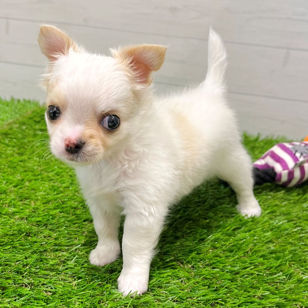 愛知県のチワワ(ロング) (犬の家＆猫の里豊田店/2025年7月29日生まれ/男の子/クリームホワイト)の子犬の1枚目の画像