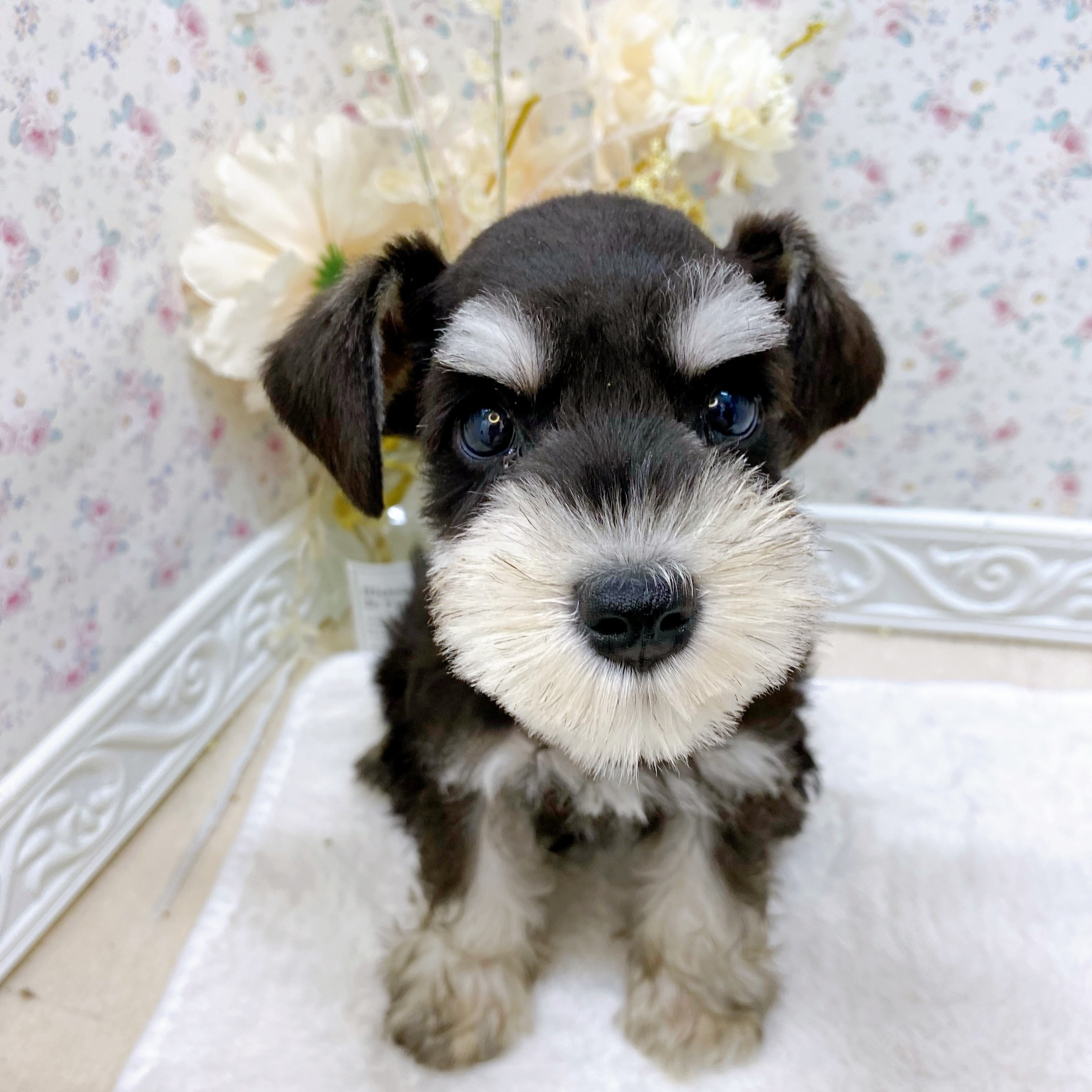 石川県のミニチュアシュナウザー (犬の家＆猫の里アミーゴ金沢有松店/2025年7月28日生まれ/男の子/ブラックシルバー)の子犬の1枚目の画像