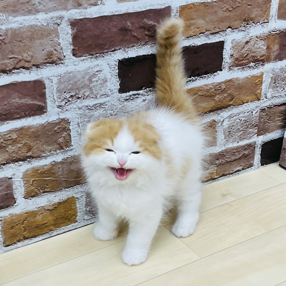 愛知県のスコティッシュフォールド (犬の家＆猫の里七宝店/2025年7月30日生まれ/男の子/レッドタビーホワイト)の子猫の1枚目の画像