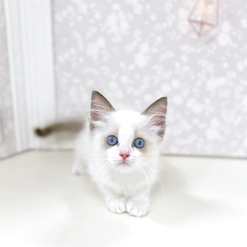 富山県のラグドール (犬の家＆猫の里アミーゴ高岡蓮花寺店/2025年7月22日生まれ/女の子/シールポイントバイカラー)の子猫