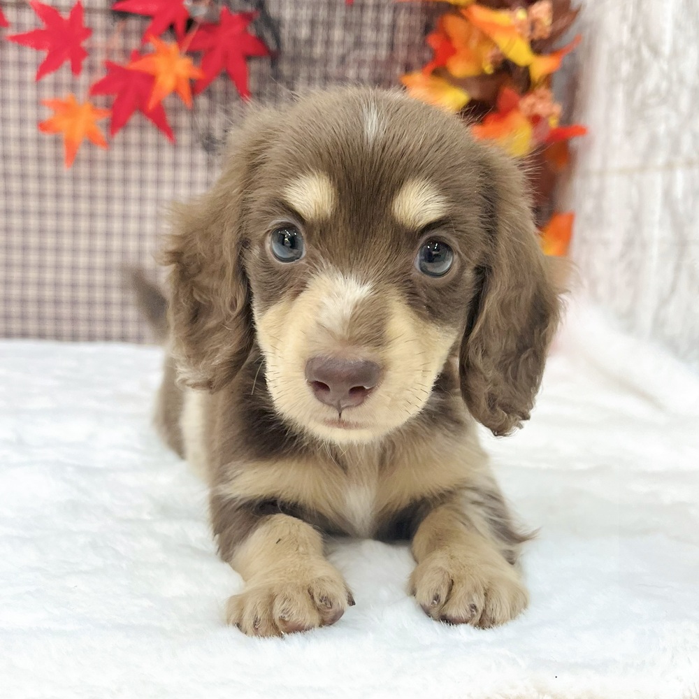 愛知県のミニチュアダックスフンド(ロング) (犬の家＆猫の里エアポートウォーク店/2025年7月30日生まれ/男の子/チョコレートダップル)の子犬の1枚目の画像