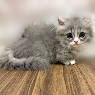 兵庫県のミヌエット (犬の家＆猫の里カナート西神戸店/2025年7月27日生まれ/女の子/ブルータビーホワイト)の子猫の1枚目の画像
