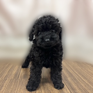 兵庫県のトイプードル(トイ) (犬の家＆猫の里カナート西神戸店/2025年8月1日生まれ/女の子/ブラック)の子犬の1枚目の画像