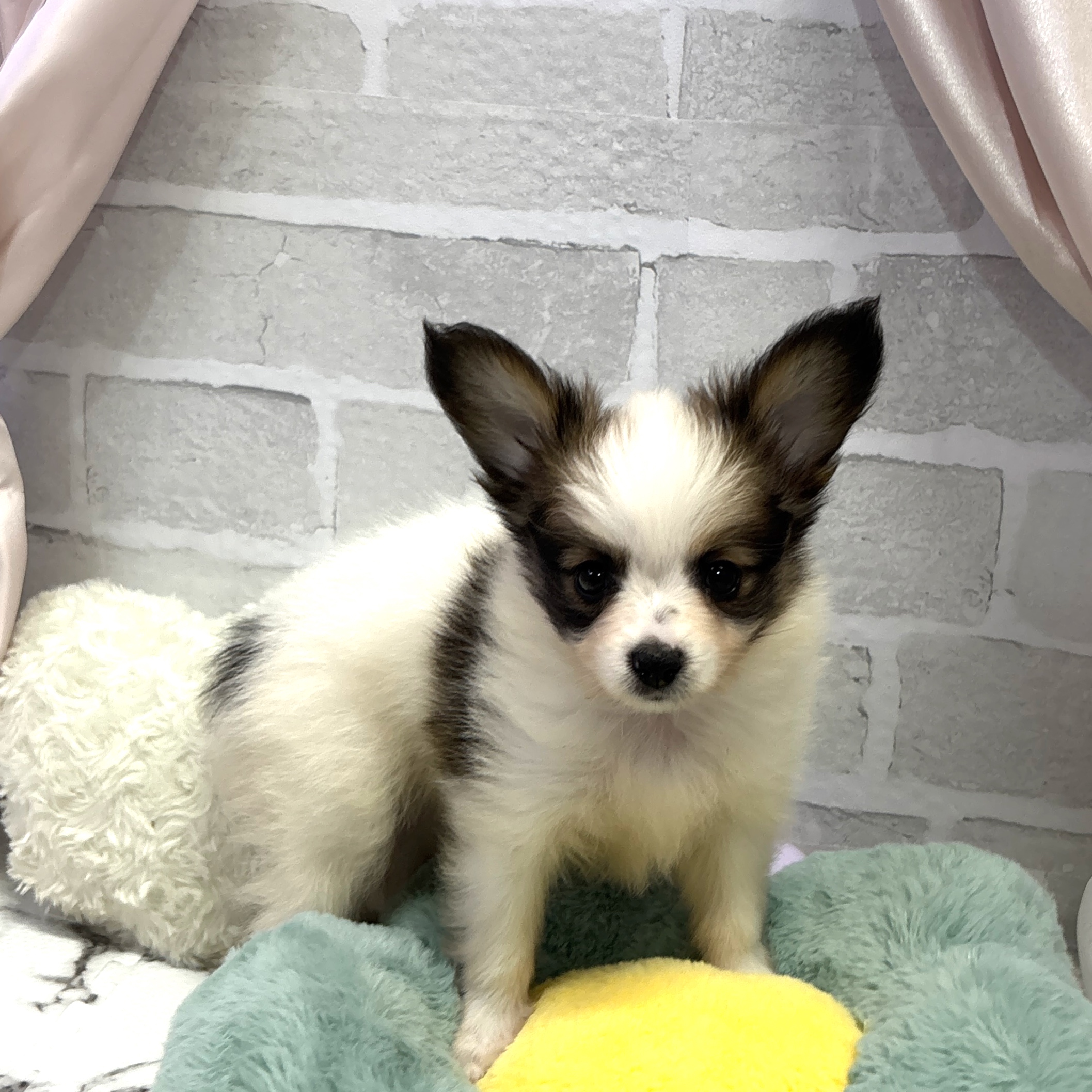 愛知県のパピヨン (犬の家＆猫の里岡崎店/2025年8月3日生まれ/男の子/ホワイトブラウン)の子犬の1枚目の画像