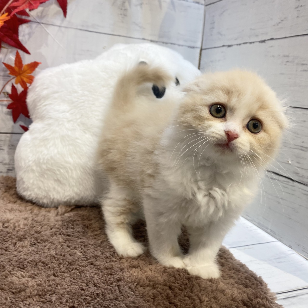 長野県のスコティッシュフォールド (犬の家＆猫の里カインズ梓川店/2025年8月1日生まれ/女の子/クリームホワイト)の子猫の1枚目の画像