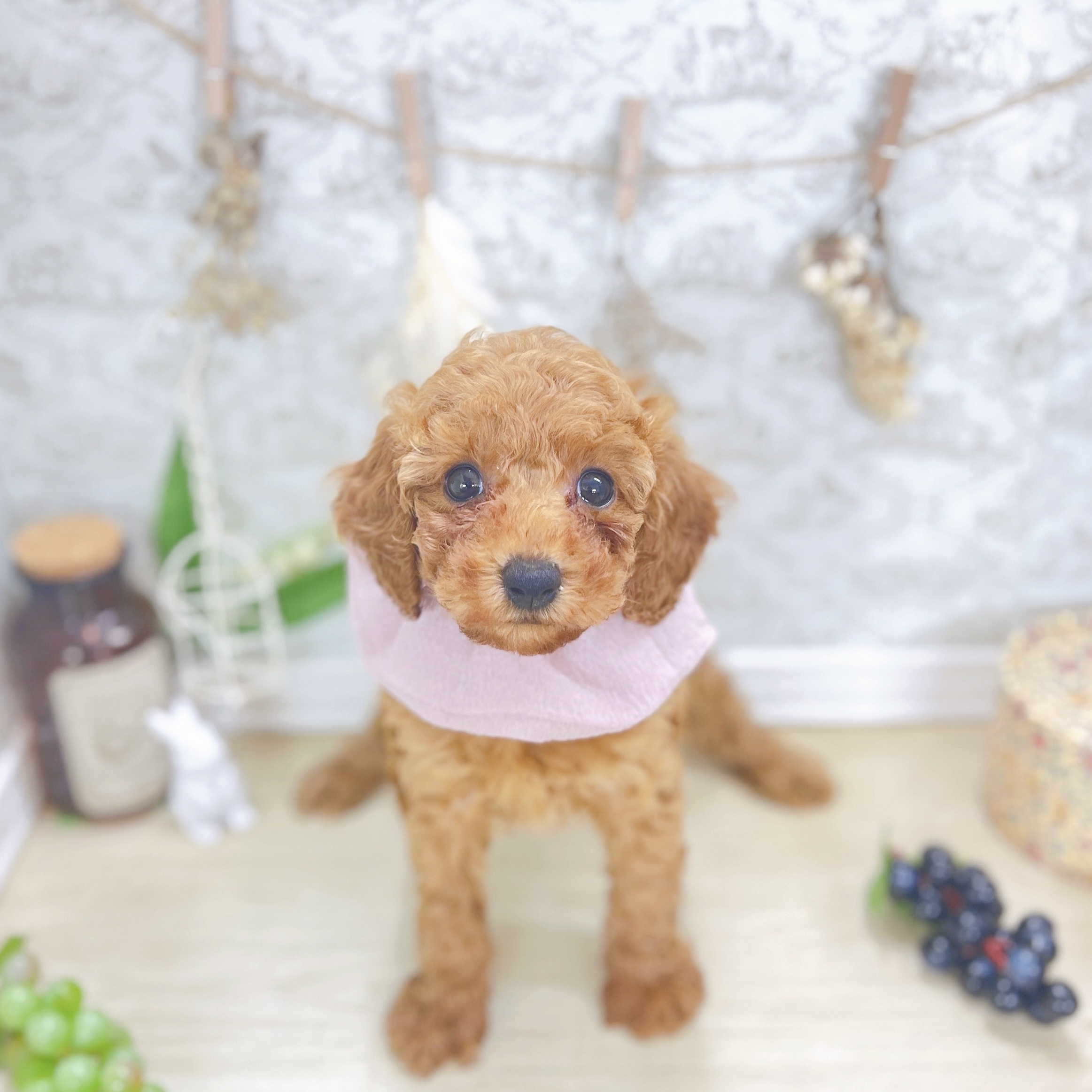 福井県のトイプードル(トイ) (犬の家＆猫の里アミーゴ福井大和田店/2025年8月4日生まれ/女の子/レッド)の子犬の1枚目の画像