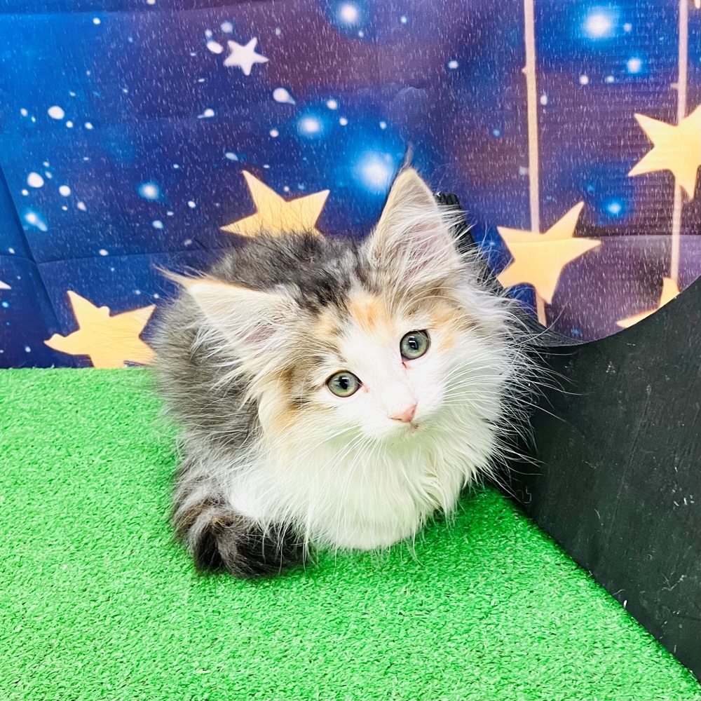 愛知県のノルウェージャンフォレストキャット (犬の家＆猫の里名古屋天白店/2025年8月6日生まれ/女の子/ブルーパッチドタビーホワイト)の子猫