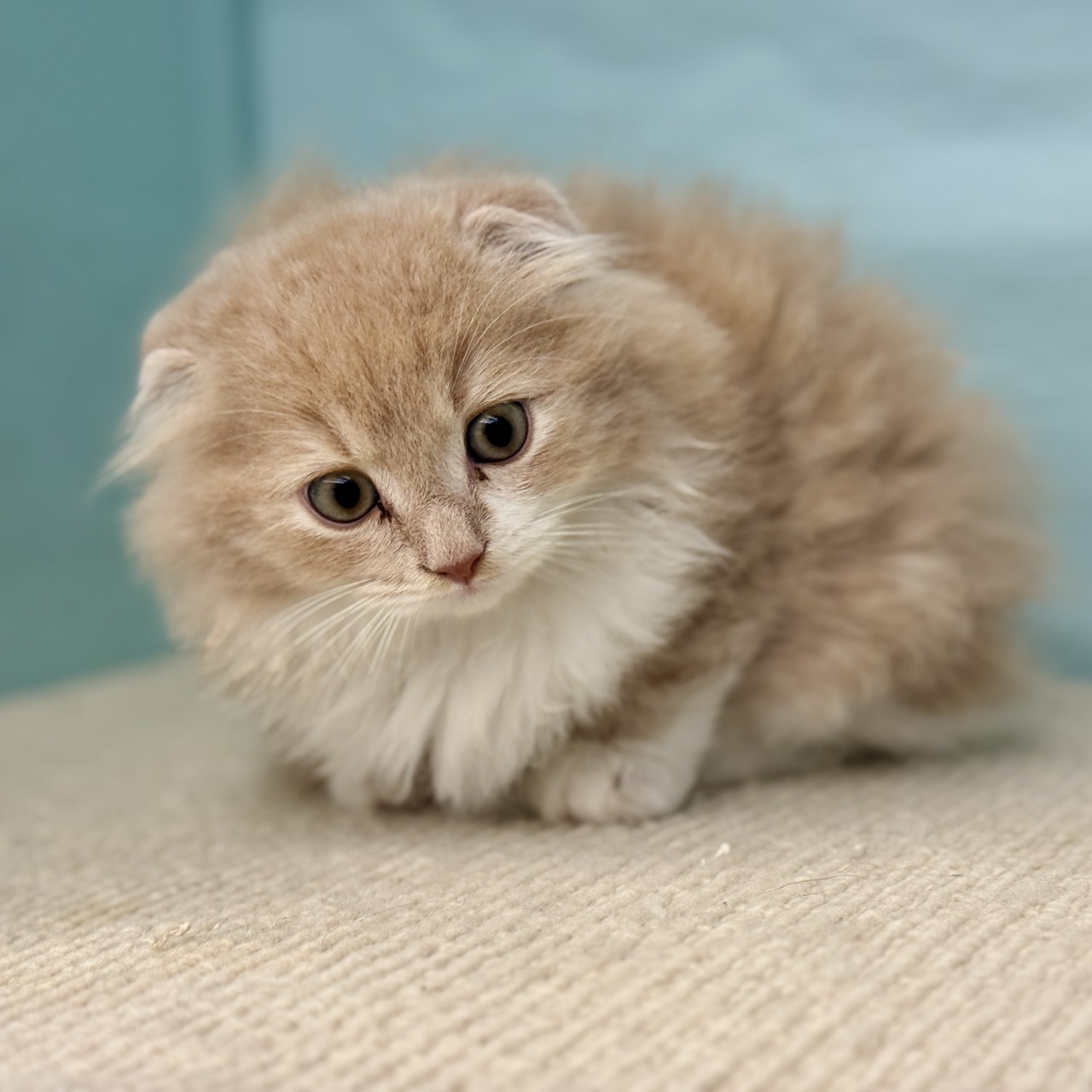 愛知県のスコティッシュフォールド (犬の家＆猫の里春日井本店/2025年8月5日生まれ/男の子/クリームタビーホワイト)の子猫の1枚目の画像