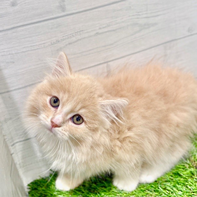 愛知県のマンチカン (犬の家&猫の里豊田店/2025年8月7日生まれ/男の子/クリームタビーホワイト)の子猫