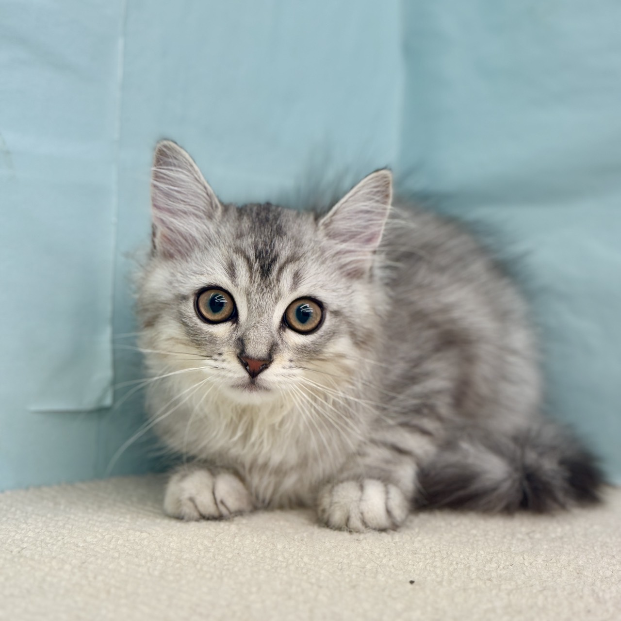 愛知県のマンチカン (犬の家＆猫の里春日井本店/2025年7月31日生まれ/男の子/シルバータビーホワイト)の子猫の1枚目の画像