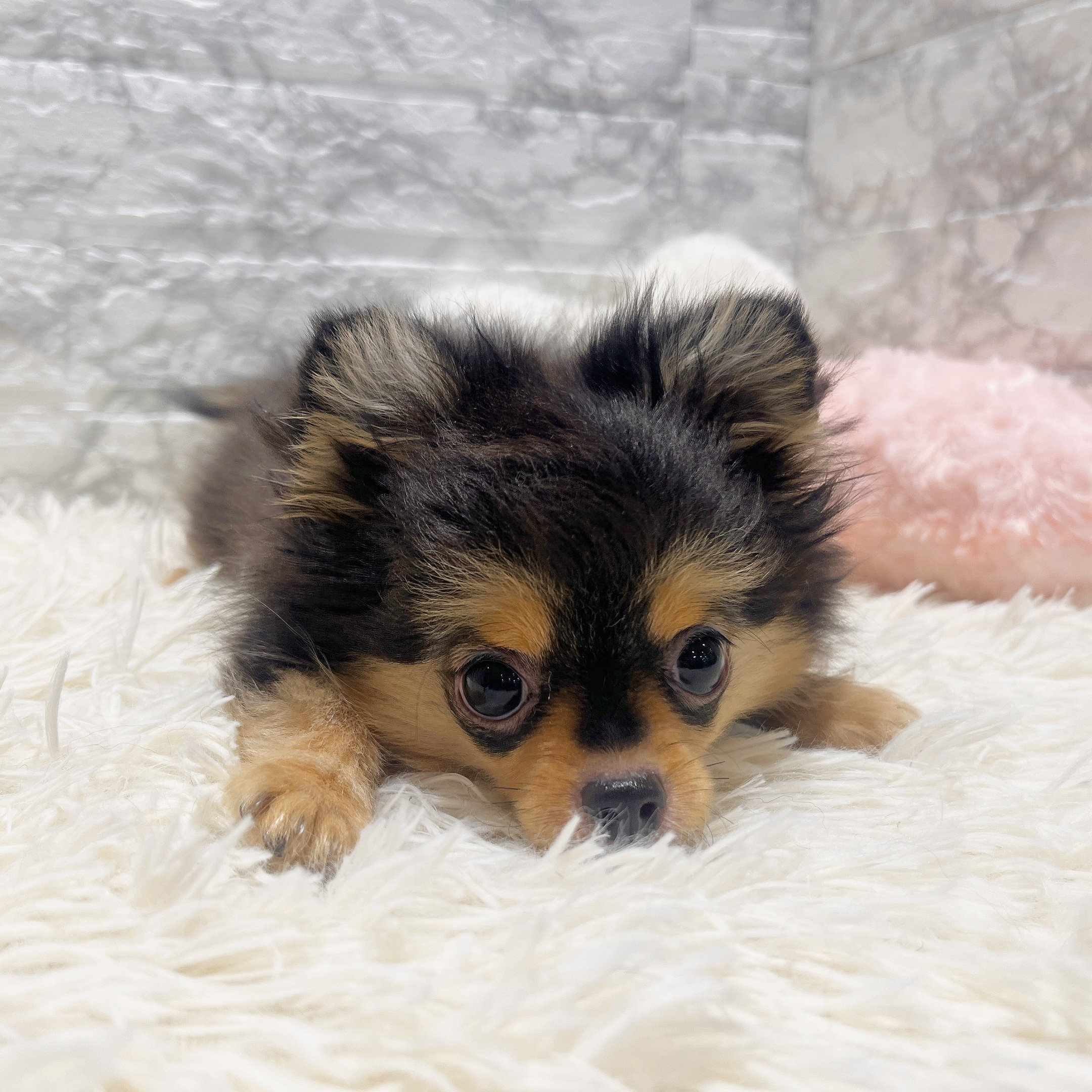 2025年7月16日生まれのポメチワ/チワポメ/ポメチー(ポメラニアン×チワワ)の5枚目の写真