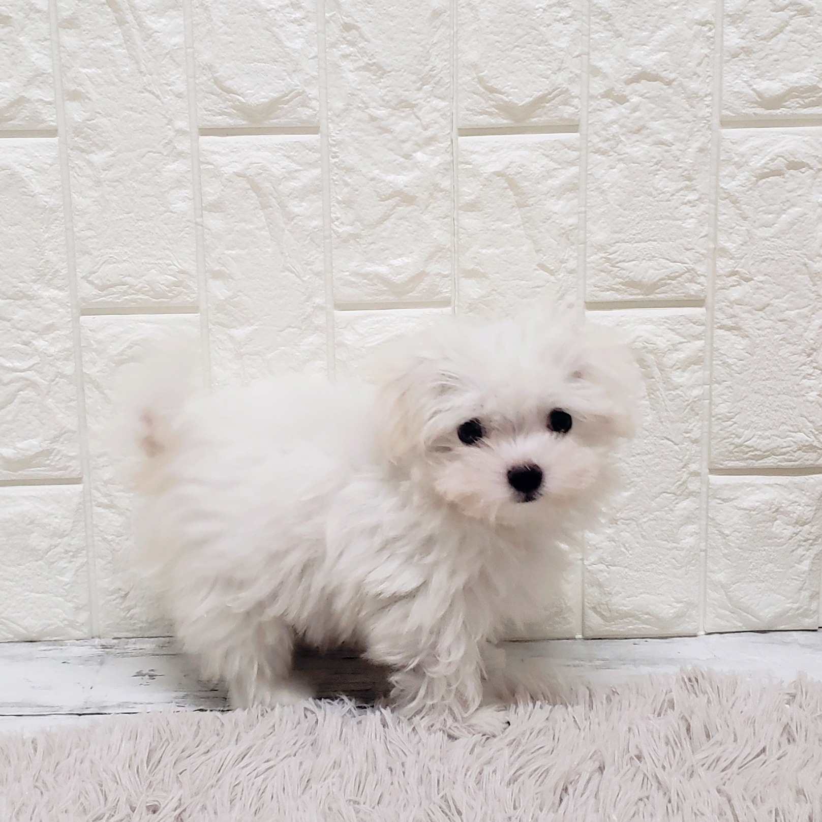 岡山県のマルチーズ (犬の家＆猫の里岡山店/2025年8月6日生まれ/男の子/ホワイト)の子犬の1枚目の画像