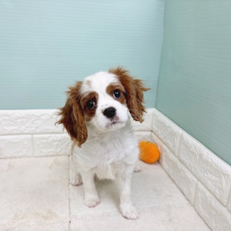 静岡県のキャバリアキングチャールズスパニエル (犬の家＆猫の里マークイズ静岡店/2025年8月10日生まれ/女の子/ブレンハイム)の子犬の1枚目の画像