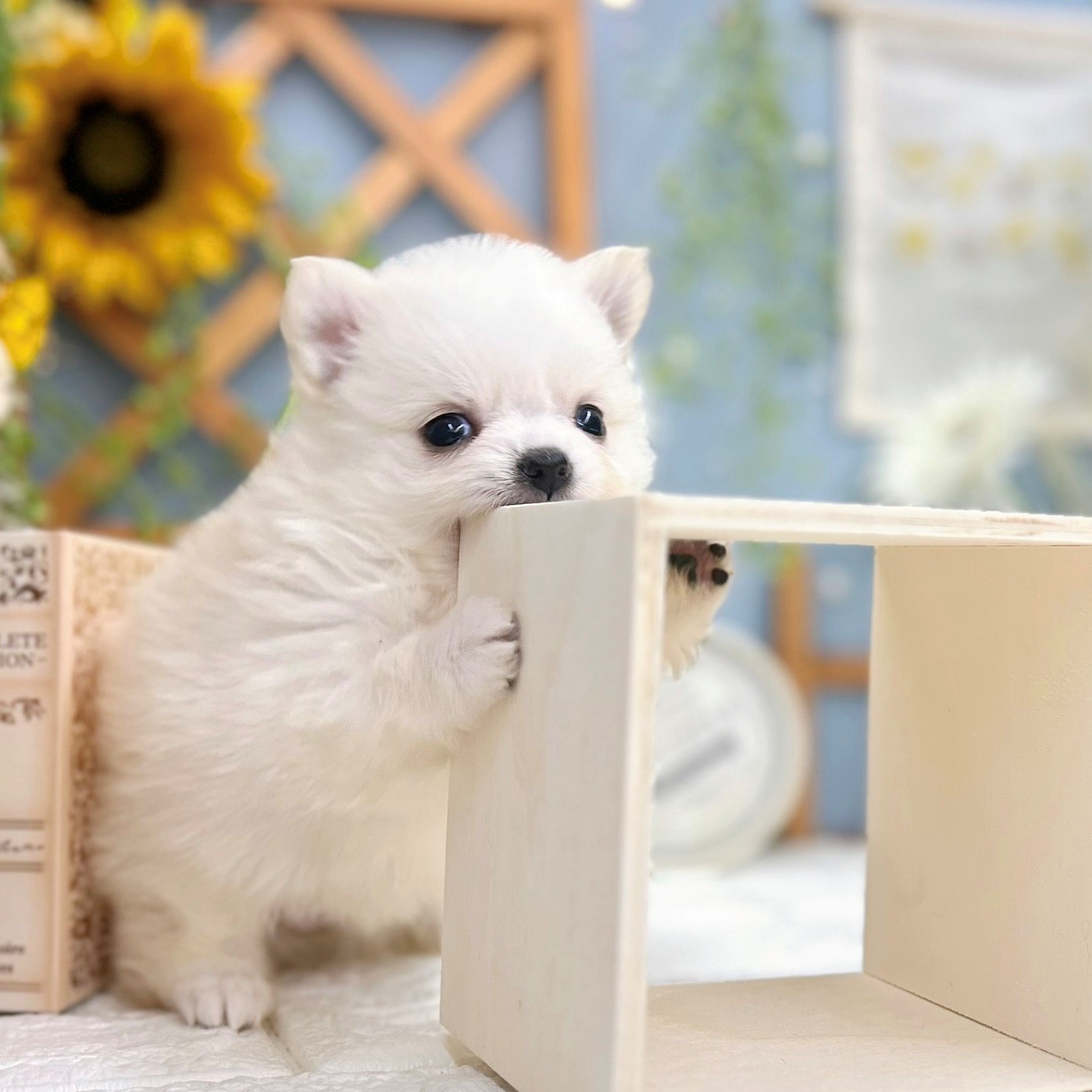 2025年8月12日生まれのポメチワ/チワポメ/ポメチー(ポメラニアン×チワワ)の5枚目の写真