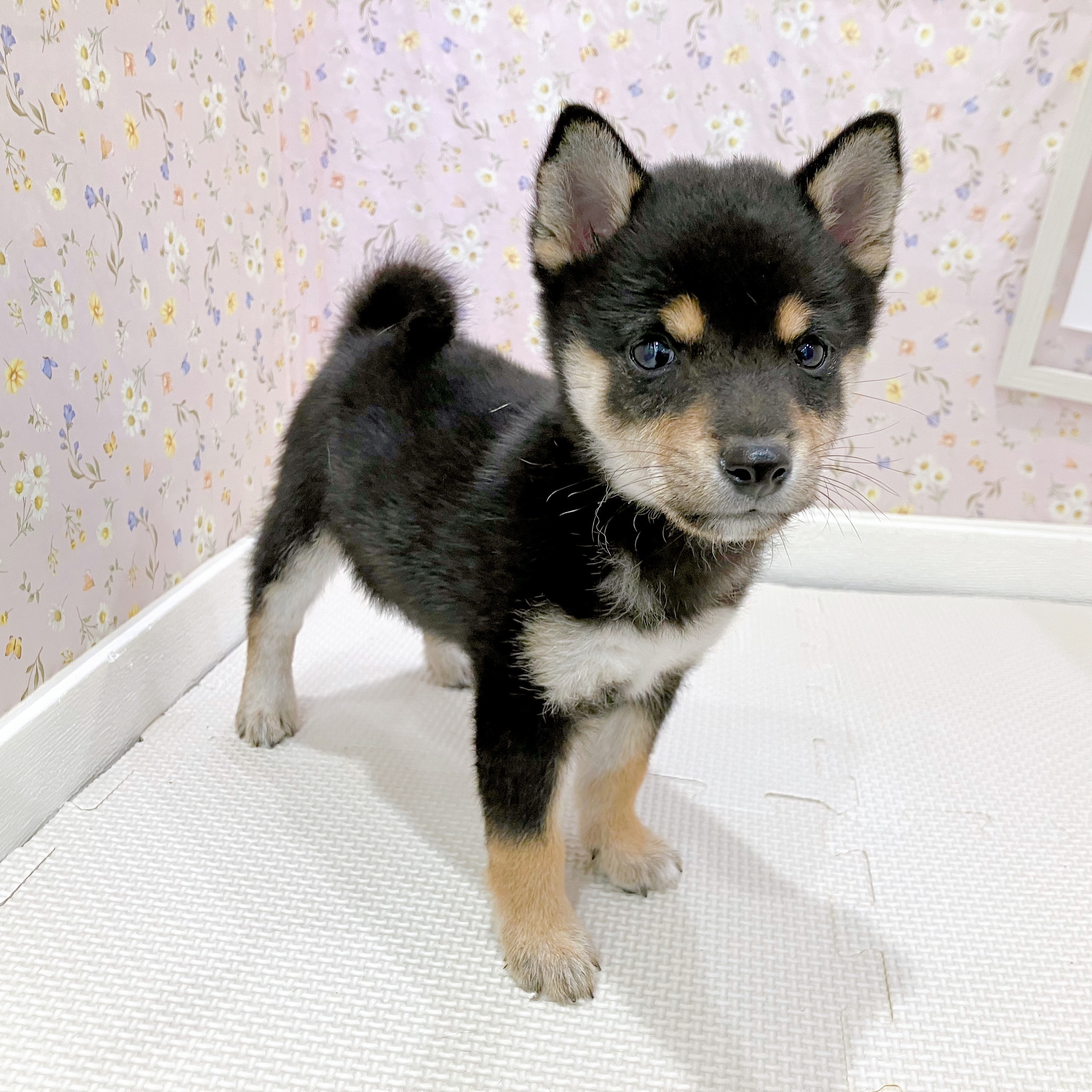 石川県の豆柴 (犬の家＆猫の里金沢店/2025年8月11日生まれ/女の子/黒)の子犬の1枚目の画像