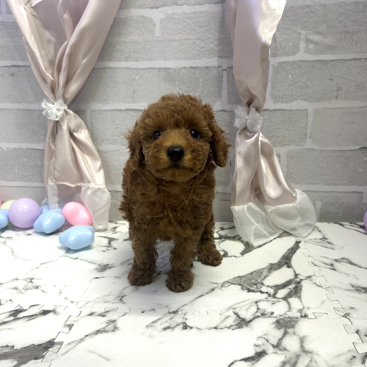 愛知県のトイプードル(トイ) (犬の家＆猫の里岡崎店/2025年8月9日生まれ/男の子/レッド)の子犬