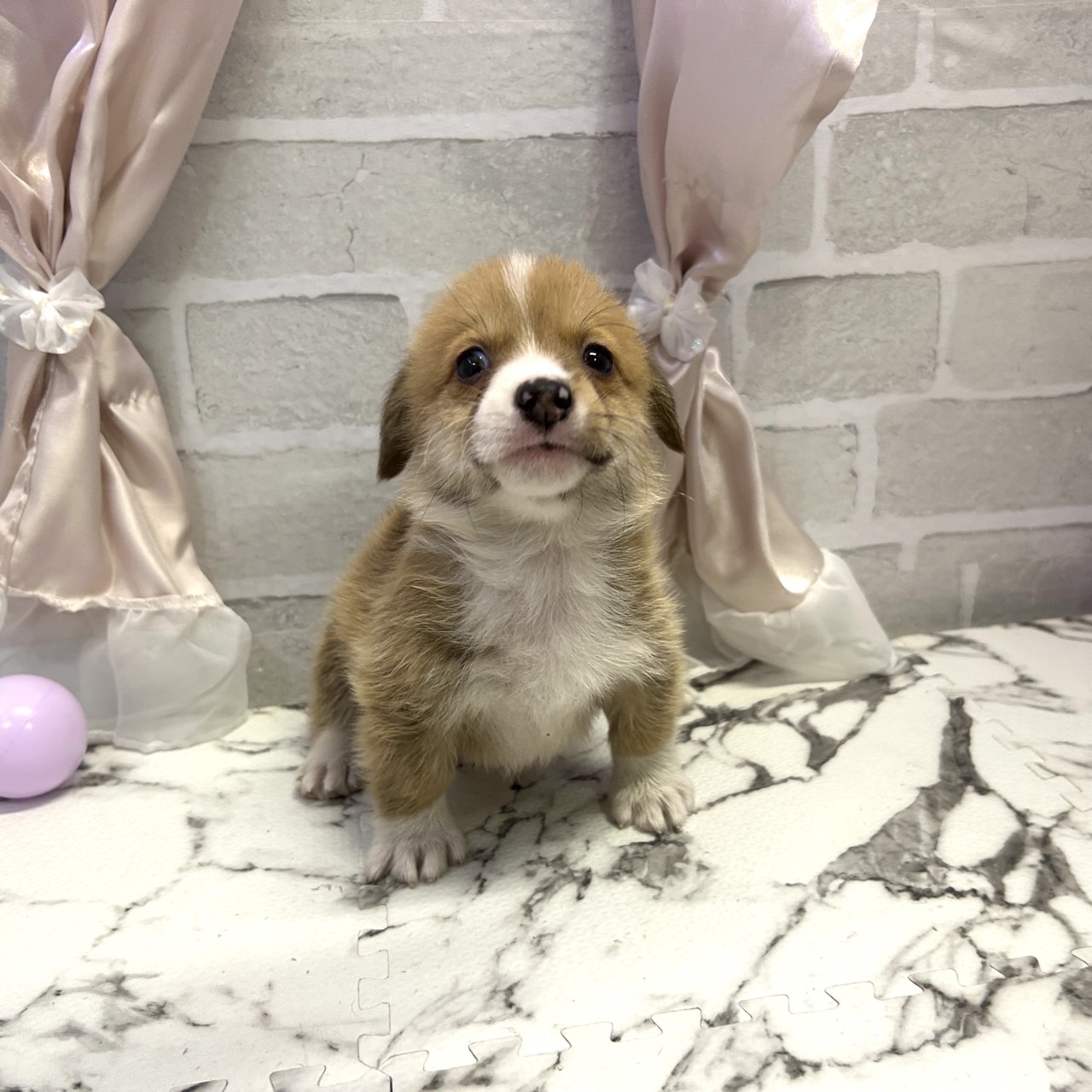 愛知県のウェルシュコーギーペンブローク (犬の家＆猫の里岡崎店/2025年8月10日生まれ/男の子/セーブルホワイト)の子犬