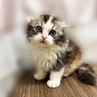 兵庫県のスコティッシュフォールド (犬の家＆猫の里カナート西神戸店/2025年8月10日生まれ/女の子/キャリコ)の子猫の1枚目の画像