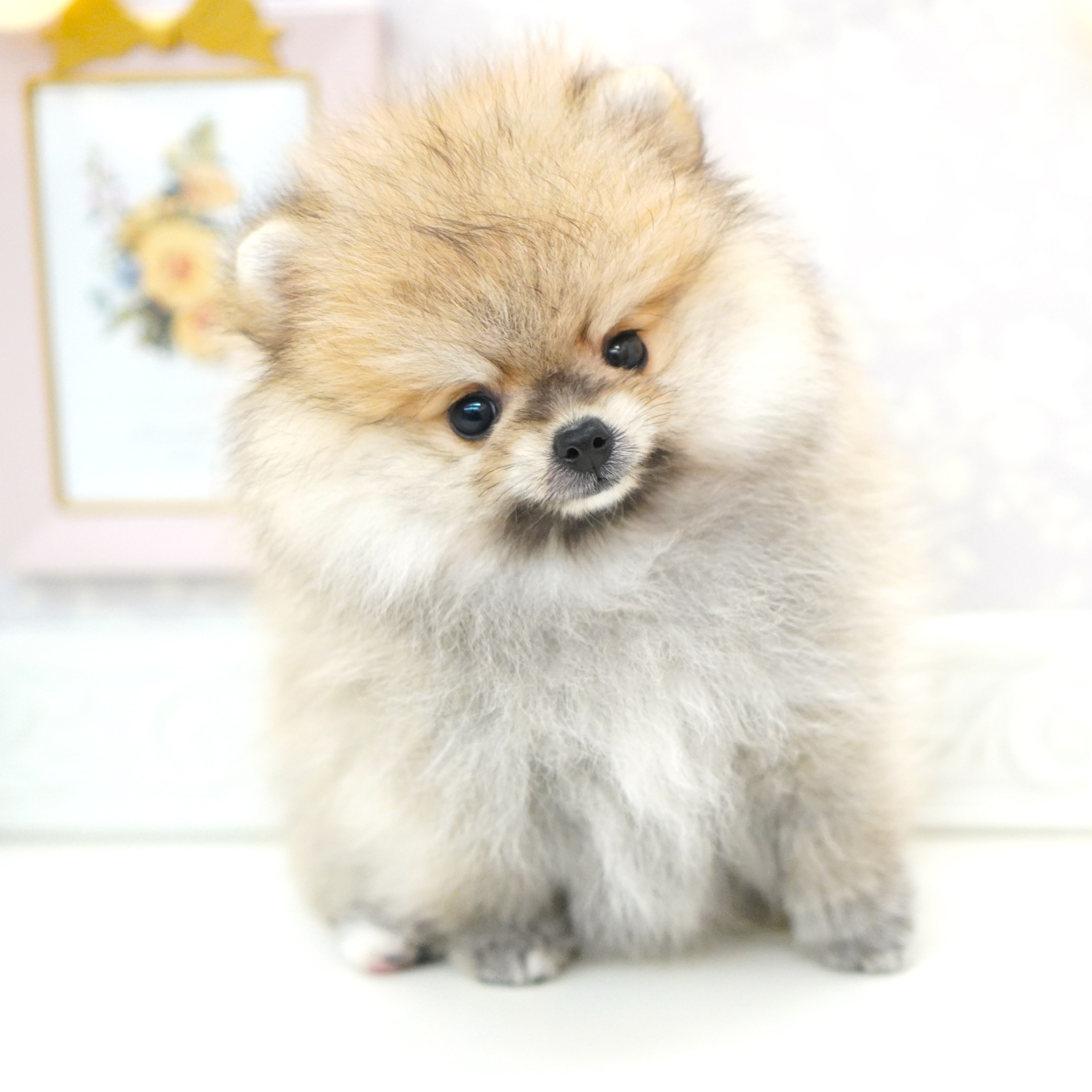 富山県のポメラニアン (犬の家＆猫の里富山店/2025年8月9日生まれ/女の子/オレンジ)の子犬