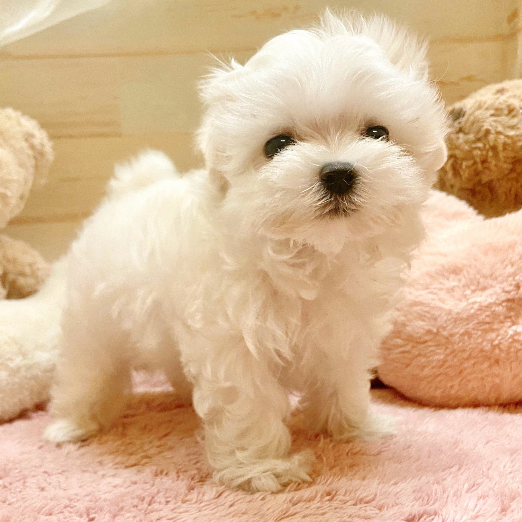 兵庫県のマルチーズ (犬の家＆猫の里神戸店/2025年8月16日生まれ/男の子/ホワイト)の子犬の1枚目の画像