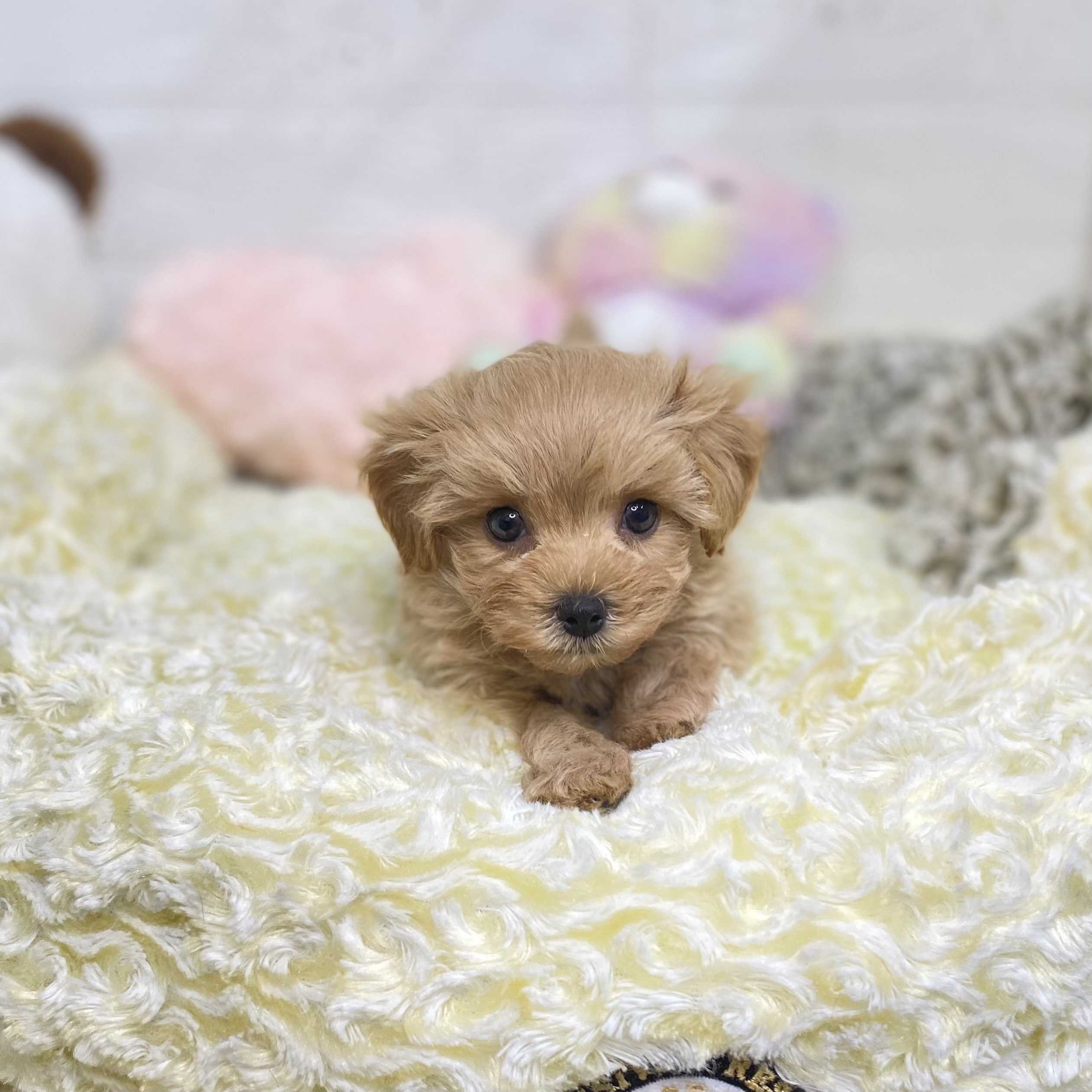 長野県のマルプー(マルチーズ×プードル) (犬の家&猫の里長野店/2025年8月18日生まれ/男の子/アプリコット)の子犬の1枚目の画像