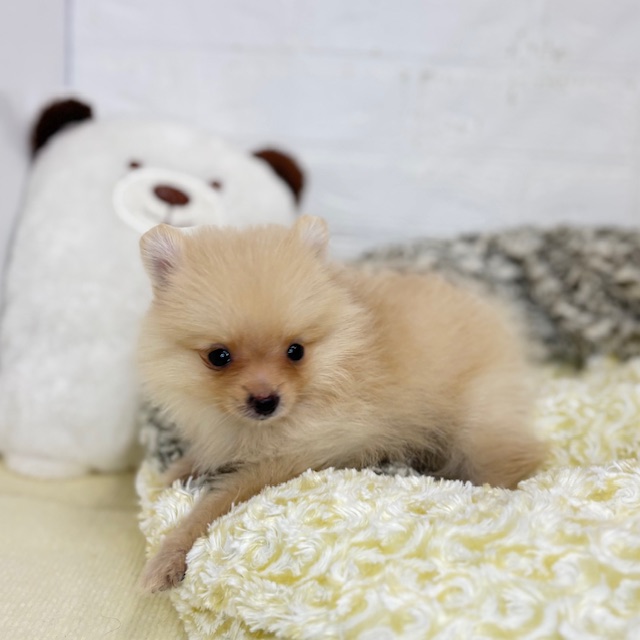 長野県のポメラニアン (犬の家＆猫の里塩尻店/2025年8月19日生まれ/女の子/クリーム)の子犬の1枚目の画像