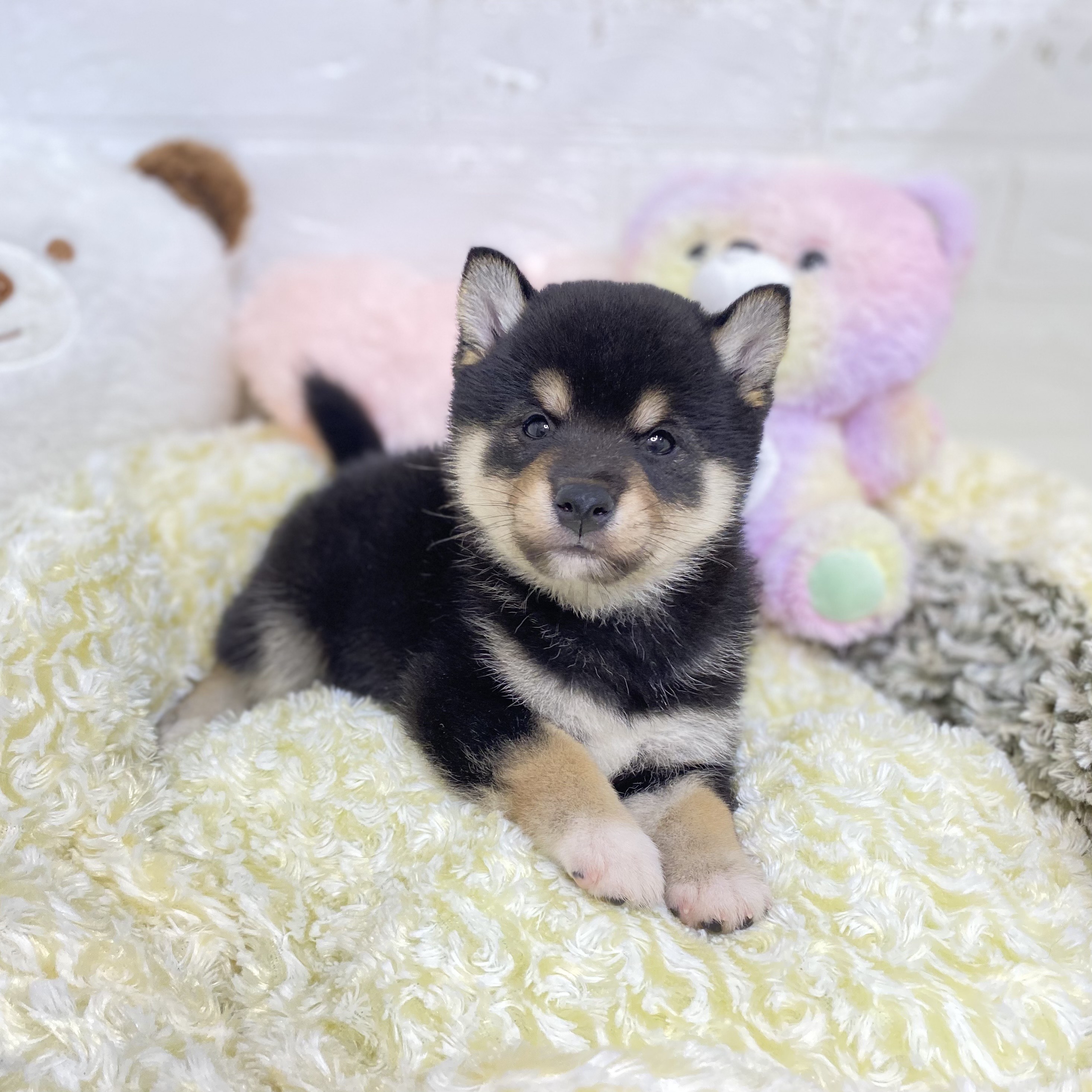2025年8月19日生まれの柴犬(標準サイズ)の5枚目の写真