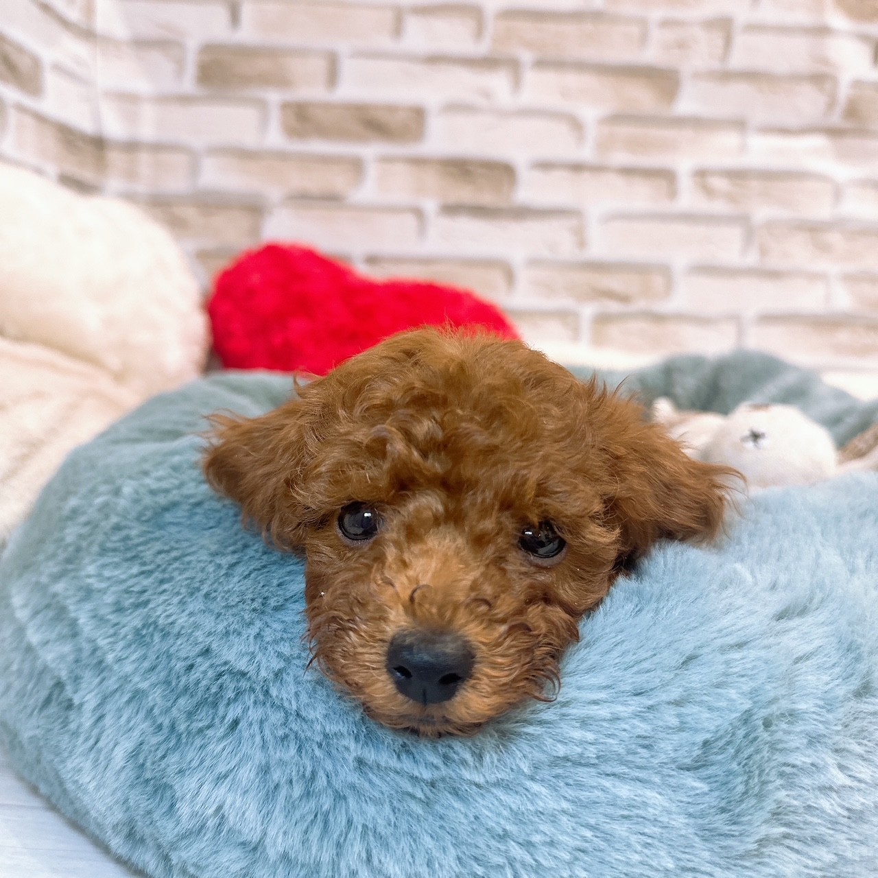 神奈川県のトイプードル(トイ) (犬の家＆猫の里モザイクモール港北店/2025年8月17日生まれ/男の子/レッド)の子犬の1枚目の画像