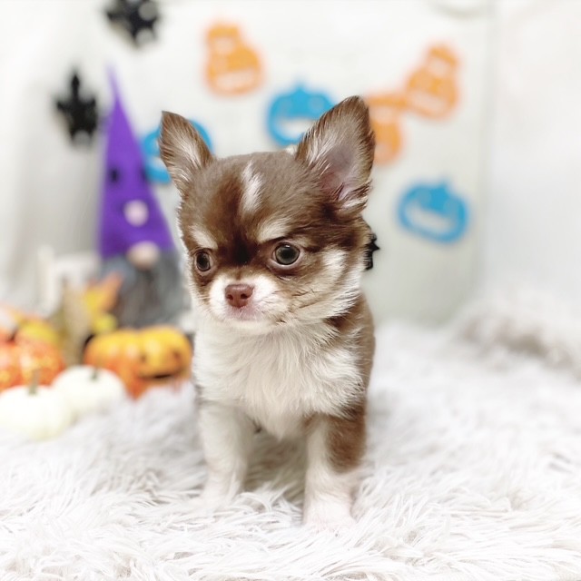 2025年8月18日生まれのチワワ(ロング)の5枚目の写真