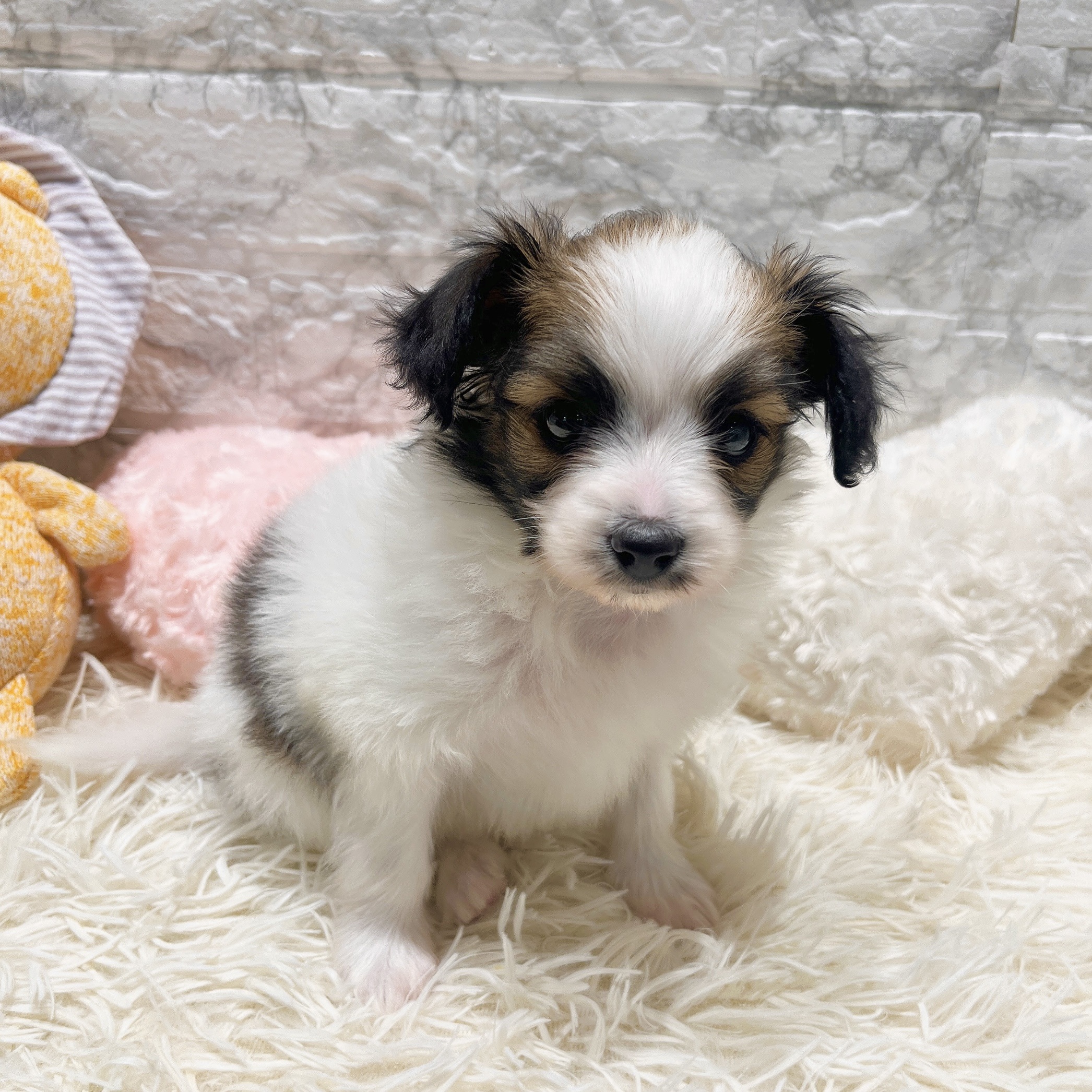 愛知県のパピヨン (犬の家＆猫の里MiO香久山店/2025年8月19日生まれ/男の子/ホワイトブラウン)の子犬の1枚目の画像