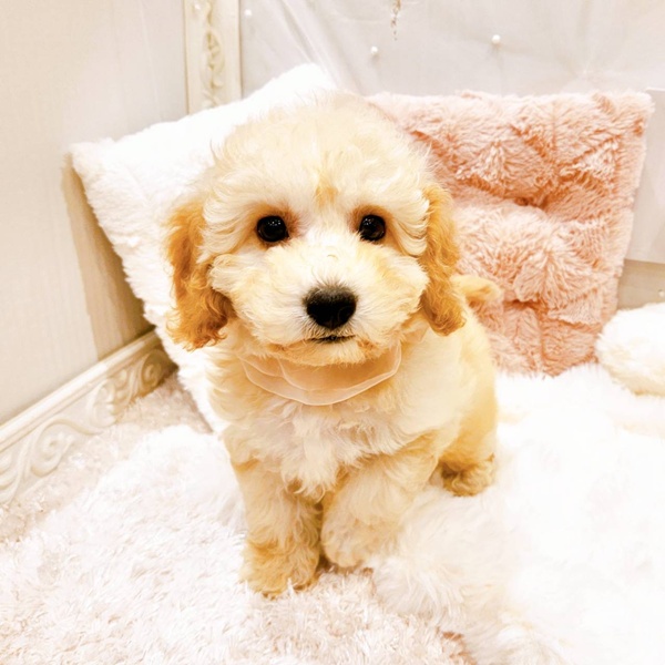福井県のビションプー(ビションフリーゼ×プードル) (犬の家＆猫の里福井店/2025年8月18日生まれ/女の子/クリーム)の子犬の1枚目の画像