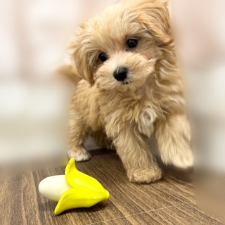 2025年8月19日生まれのマルプー(マルチーズ×プードル)の5枚目の写真