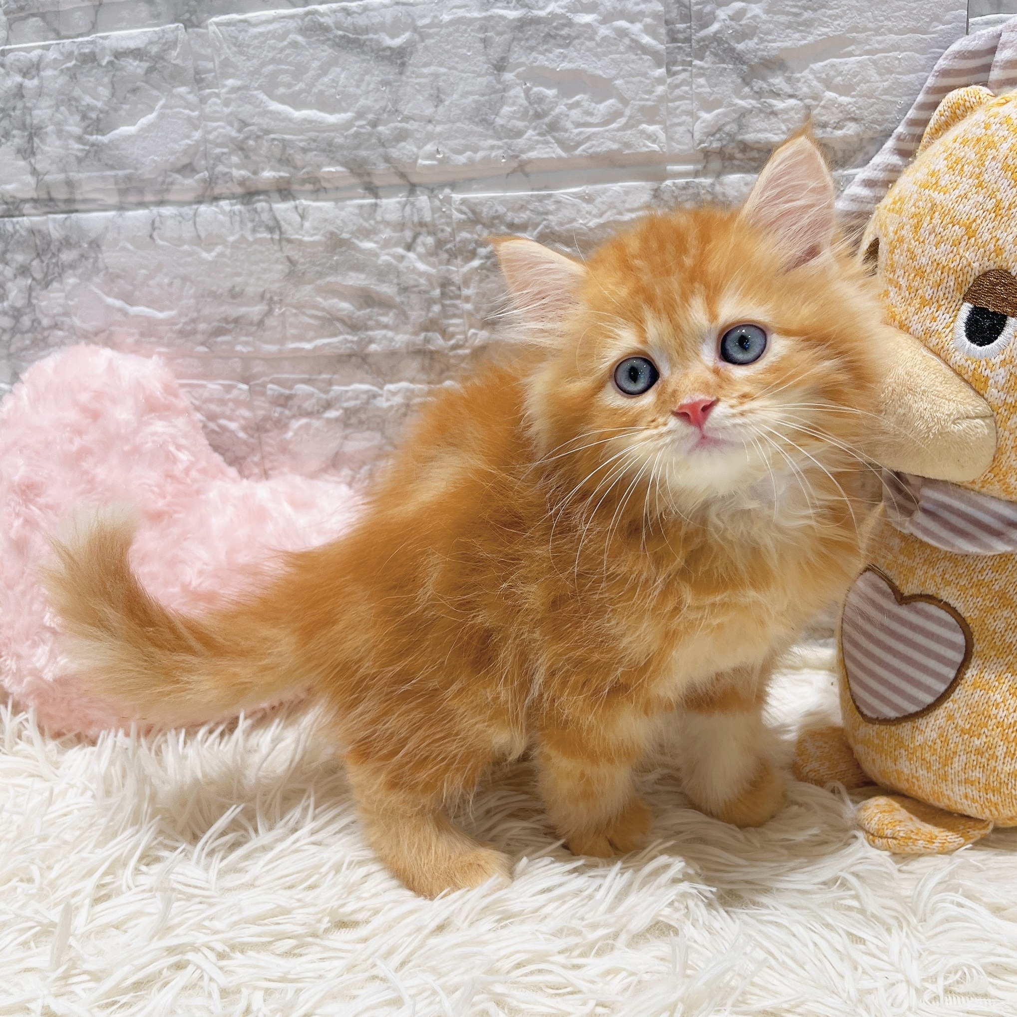 2025年8月17日生まれのサイベリアンの5枚目の写真