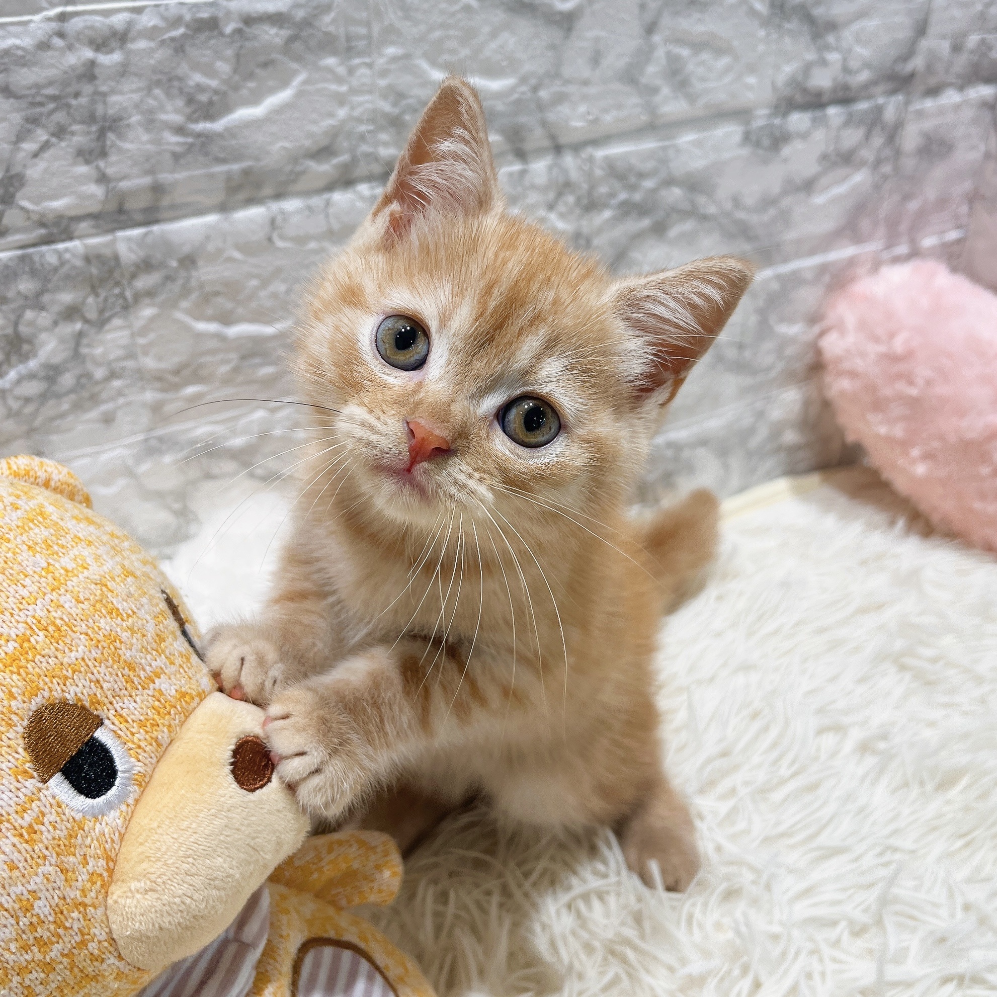 2025年8月20日生まれのスコティッシュストレートの5枚目の写真