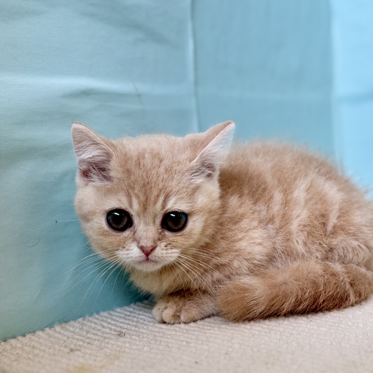 2025年8月20日生まれのマンチカンの5枚目の写真