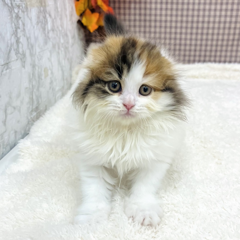 愛知県のスコティッシュフォールド (犬の家&猫の里エアポートウォーク店/2025年8月21日生まれ/女の子/ブラウンパッチドタビーホワイト)の子猫の1枚目の画像